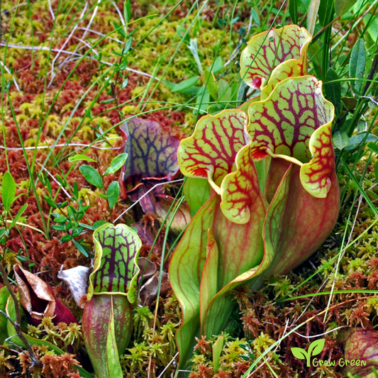 5 seeds of Purple Pitcher Plant- SARRACENIA PURPUREA + Gift 5 seeds of Sunflower
