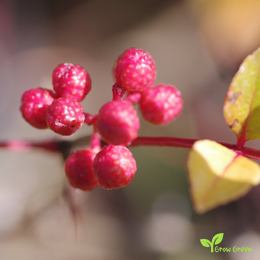 10 seeds of Chinese Pepper - ZANTHOXYLUM SIMULANS + Gift 5 seeds of Sunflower