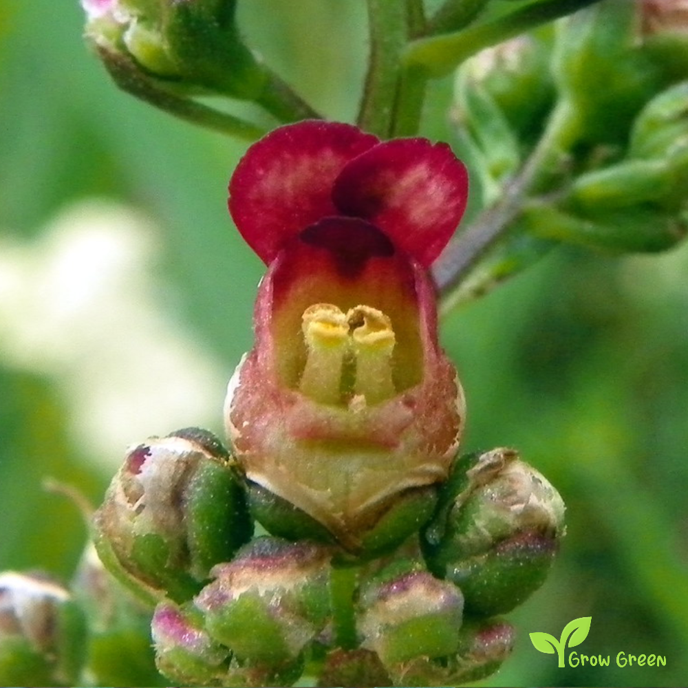 20 seeds of Common Woodland Figwort- SCROPHULARIA NODOSA + Gift 5 seeds of Sunflower