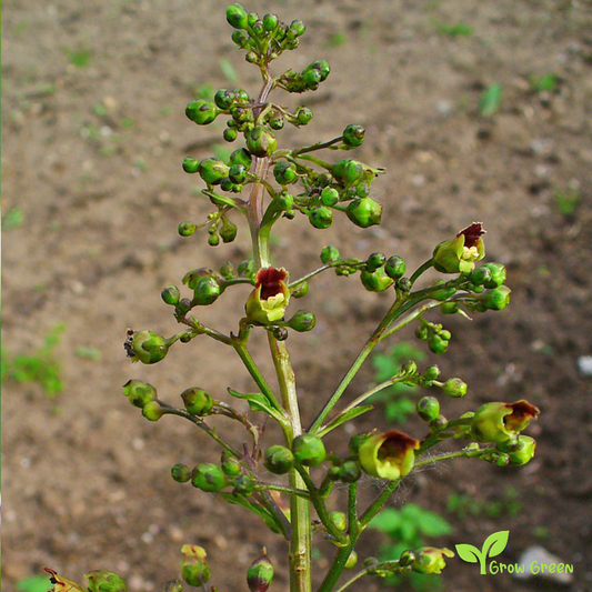 20 seeds of Common Woodland Figwort- SCROPHULARIA NODOSA + Gift 5 seeds of Sunflower