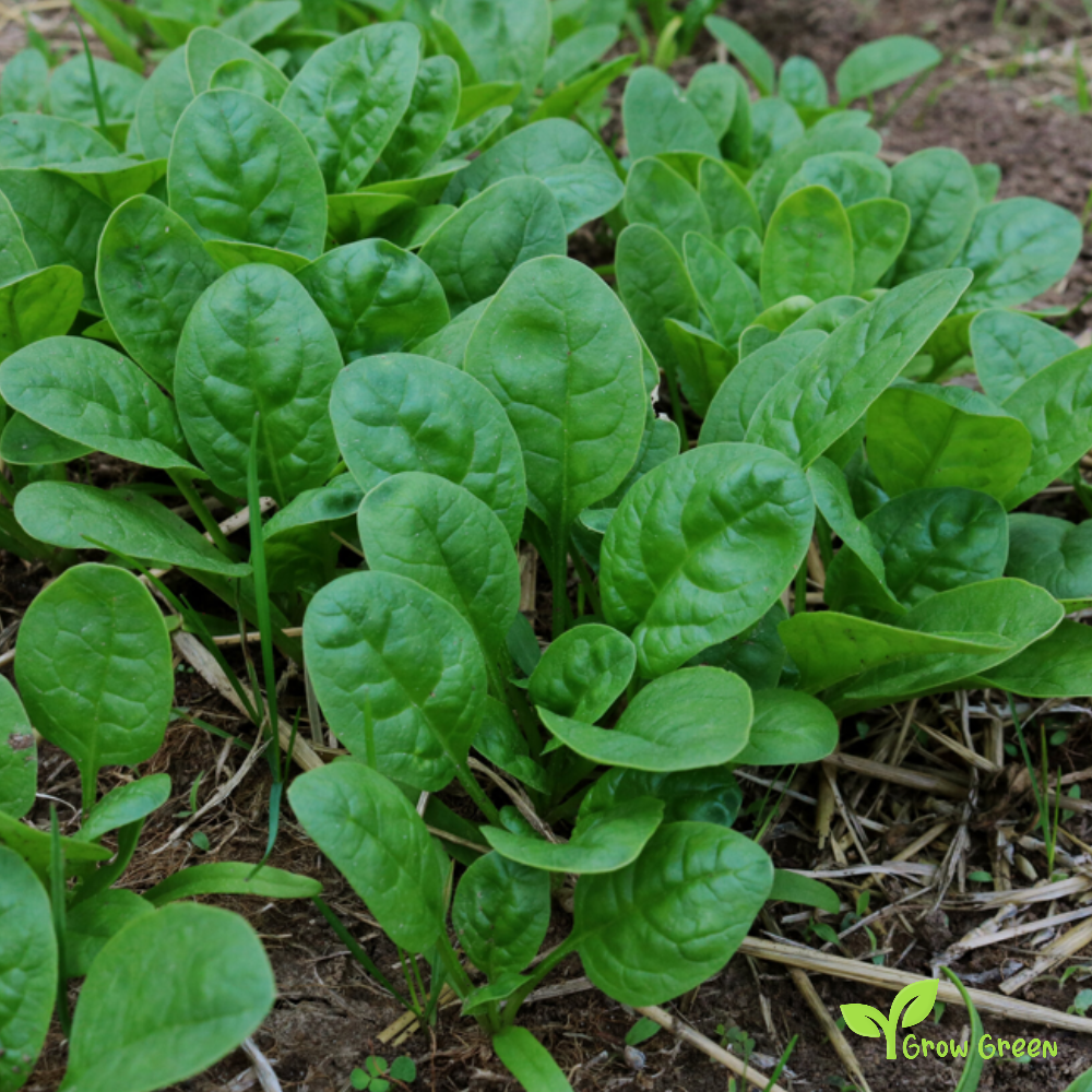 20 seeds of Spinach - SPINACIA OLERACEA + Gift 5 seeds of Sunflower