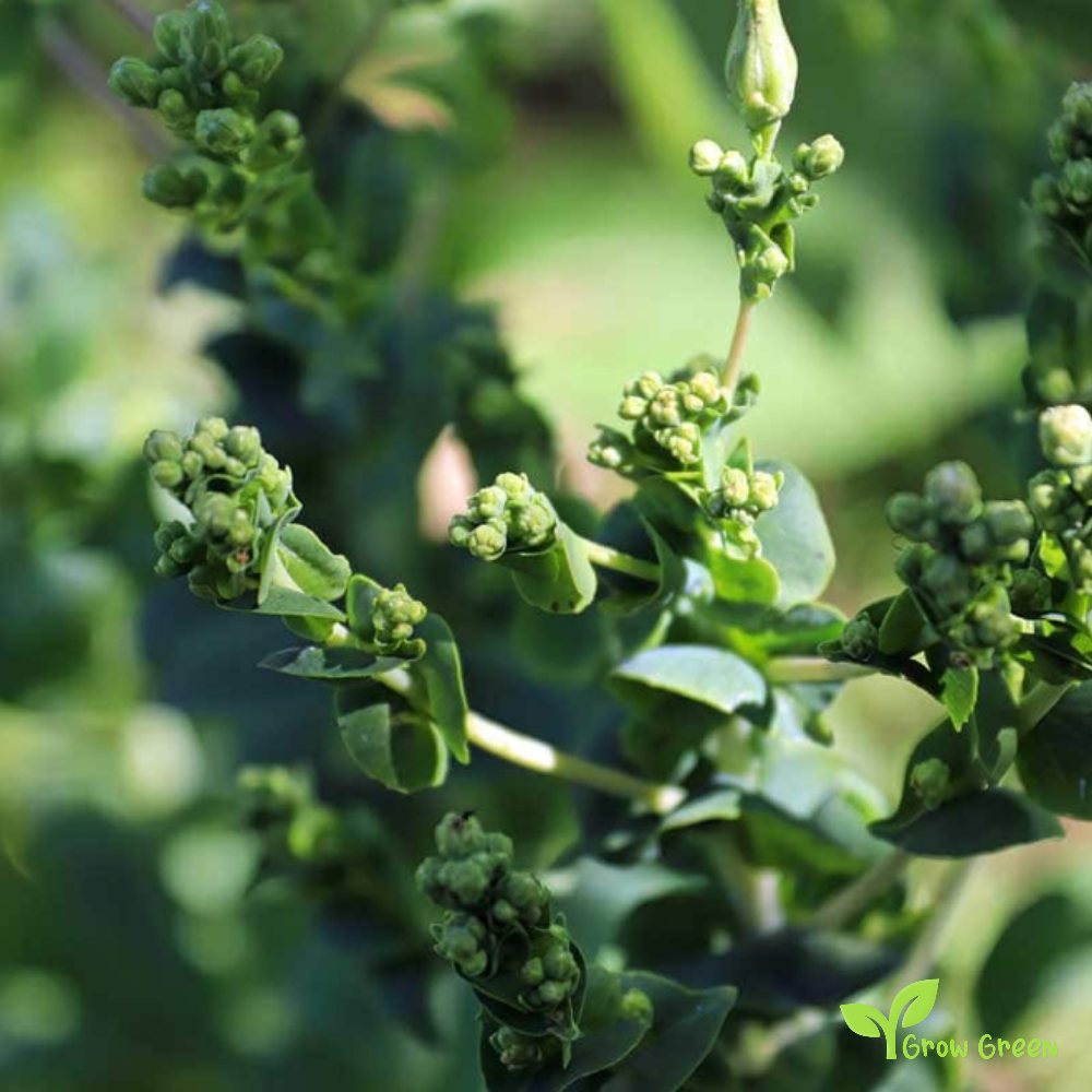 20 seeds of Spinach - SPINACIA OLERACEA + Gift 5 seeds of Sunflower