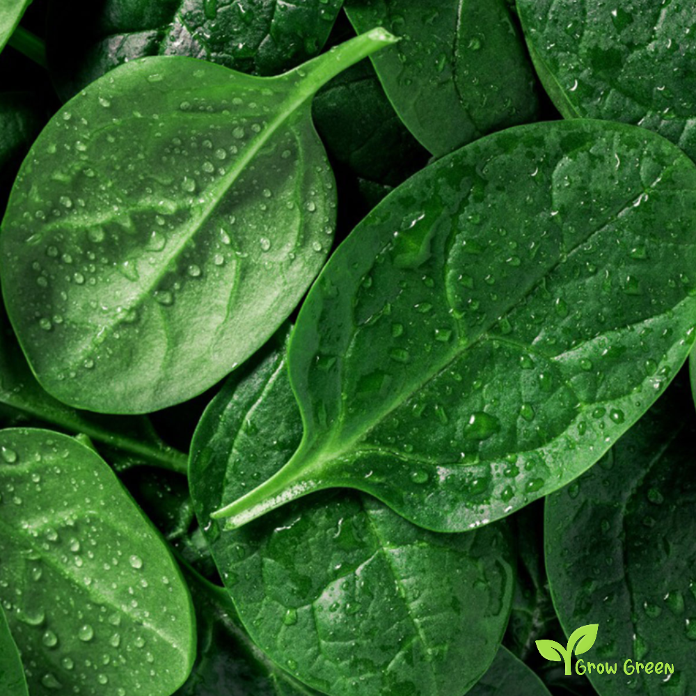 20 seeds of Spinach - SPINACIA OLERACEA + Gift 5 seeds of Sunflower