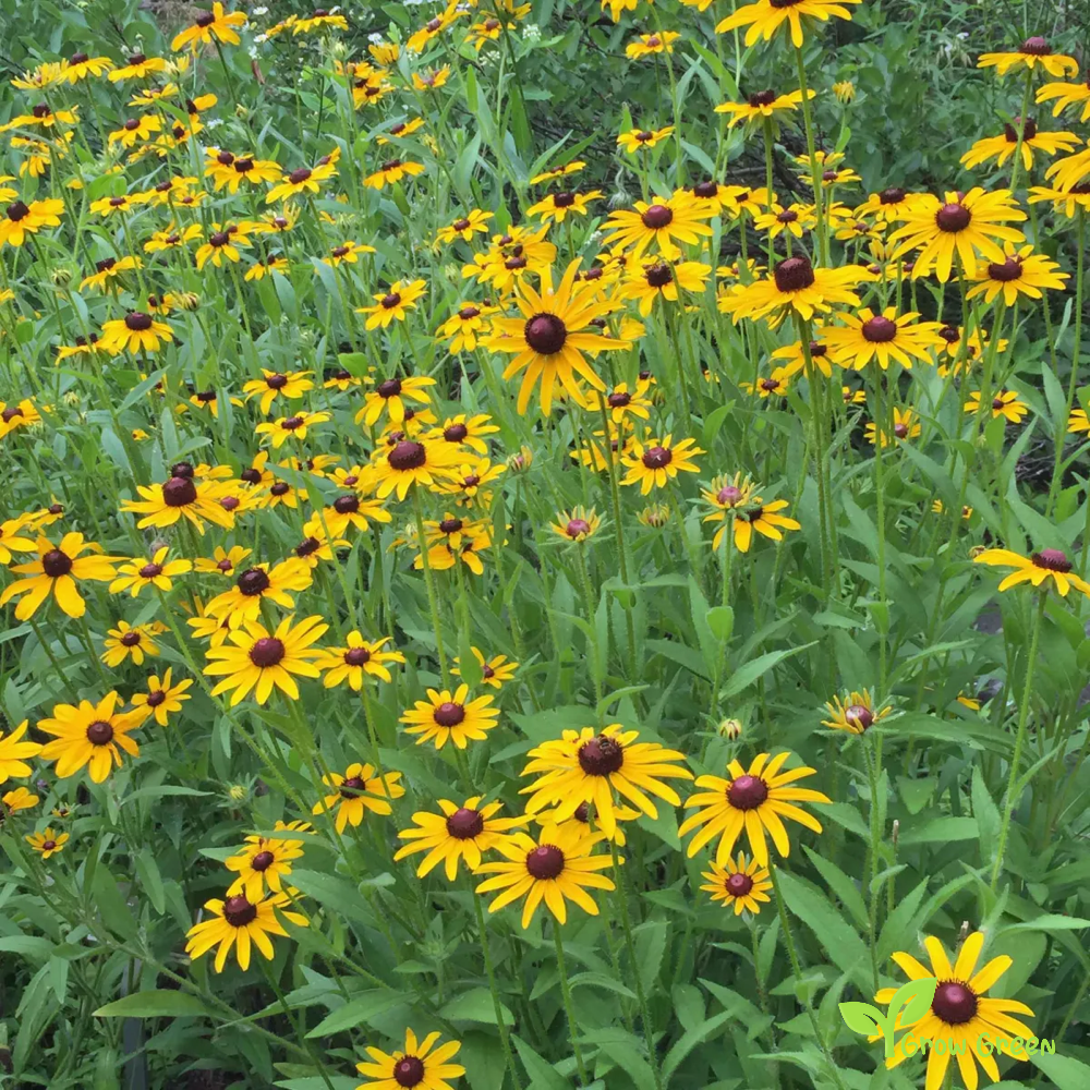 Black Eyed Susan (rudbeckia hirta) | 10 seeds