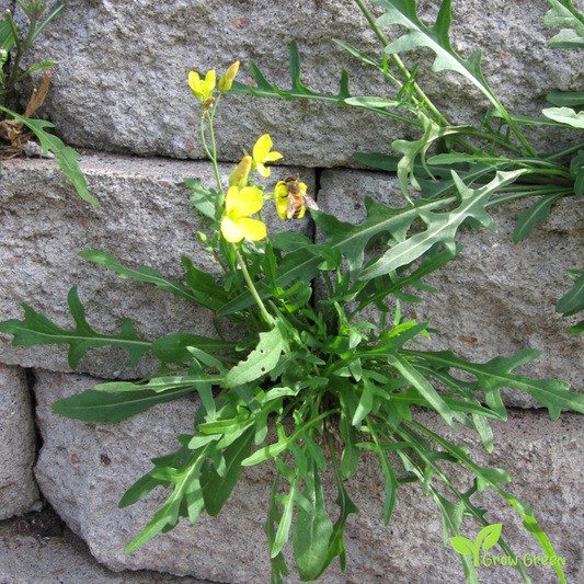 20 seeds of Wild Rocket - DIPLOTAXIS TENUIFOLIA + Gift 5 seeds of Sunflower