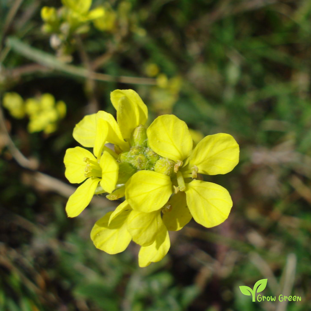 20 seeds of Wild Rocket - DIPLOTAXIS TENUIFOLIA + Gift 5 seeds of Sunflower
