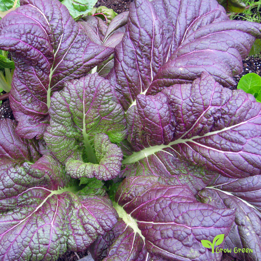 20 seeds of Purple Osaka Mustard - BRASSICA JUNCEA + Gift 5 seeds of Sunflower