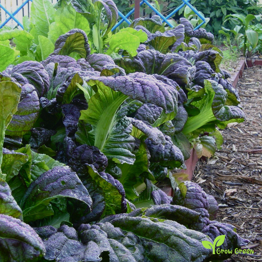 20 seeds of Purple Osaka Mustard - BRASSICA JUNCEA + Gift 5 seeds of Sunflower