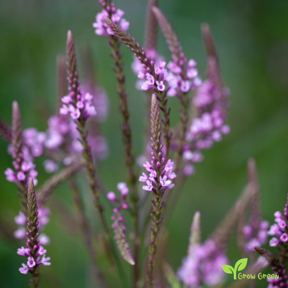 10 seeds of American Blue Vervain 10 SEEDS - VERBENA HASTATA + Gift 5 seeds of Sunflower