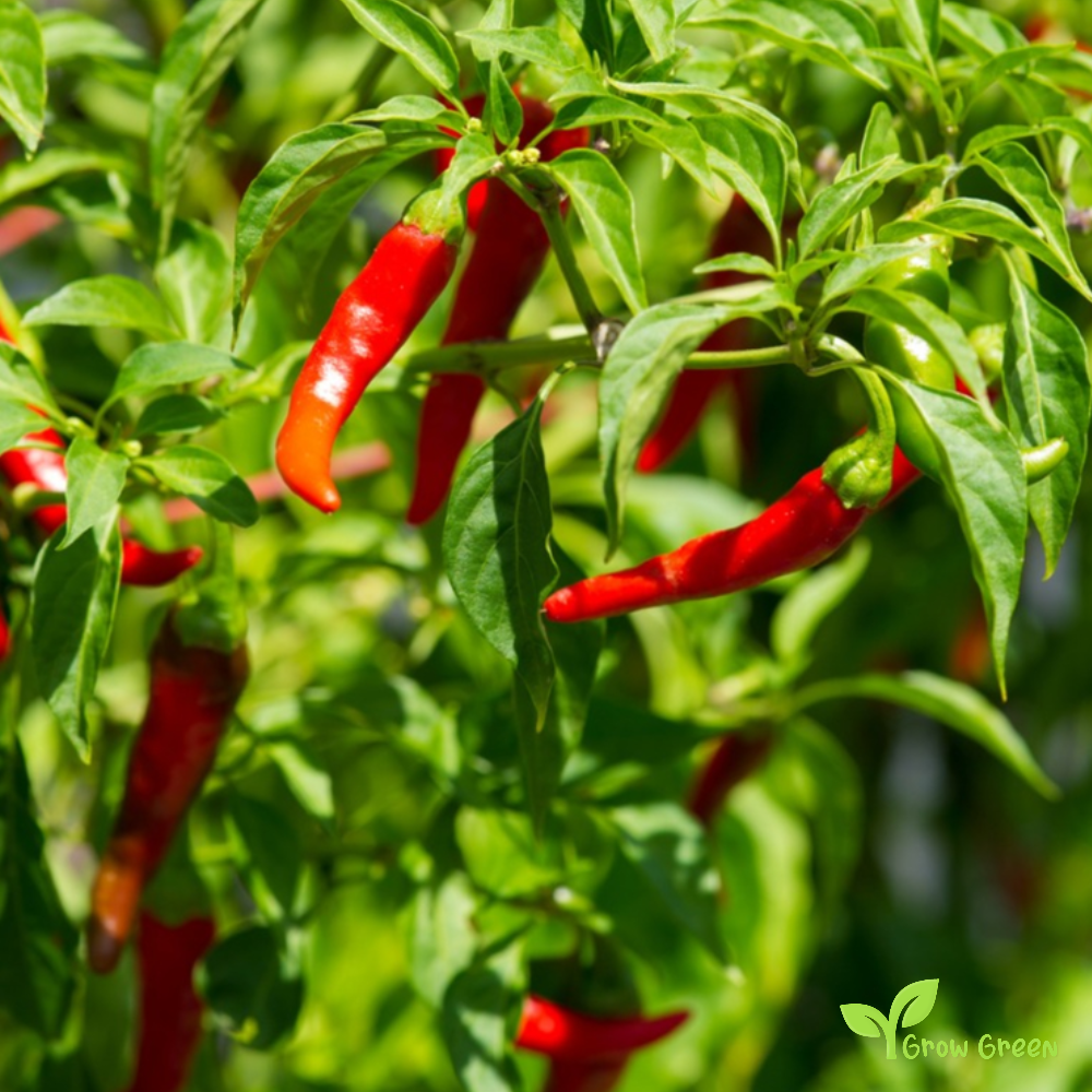 10 seeds of Cayenne Pepper - CAPSICUM ANNUUM - Chilli + Gift 5 seeds of Sunflower