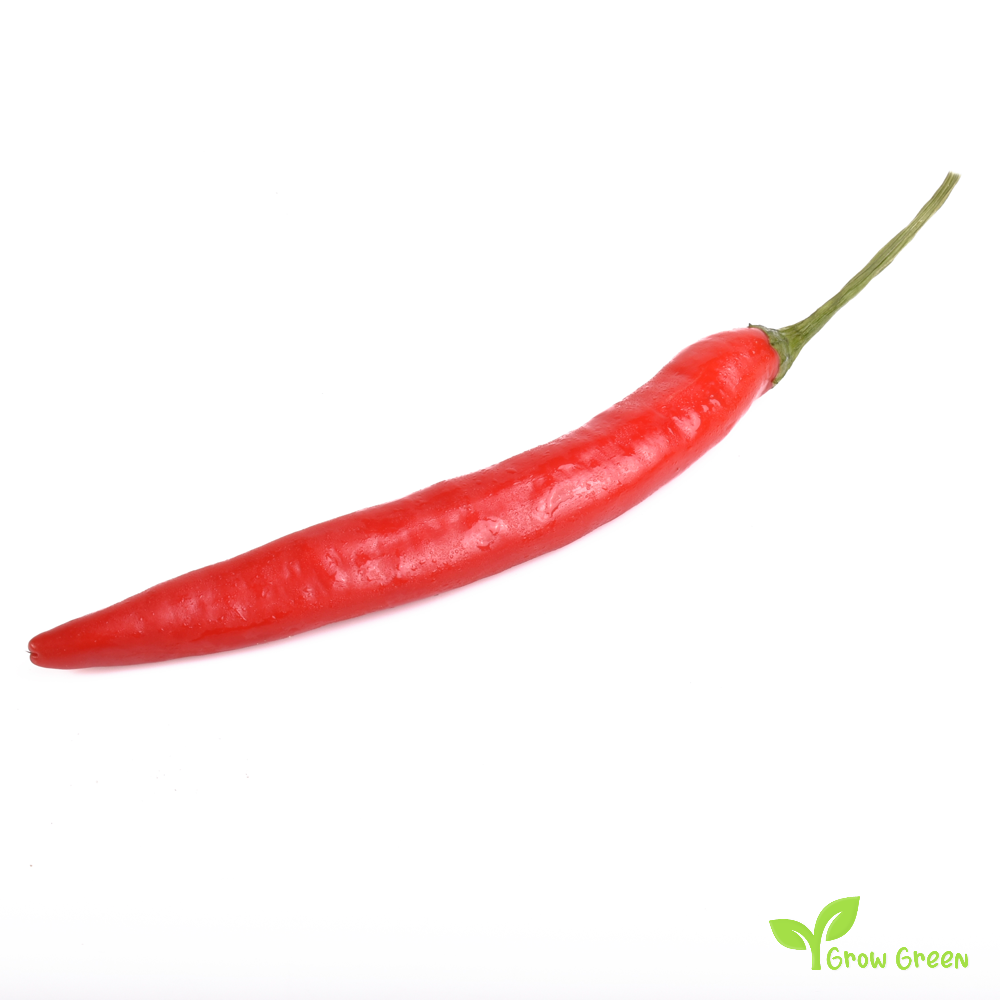 10 seeds of Cayenne Pepper - CAPSICUM ANNUUM - Chilli + Gift 5 seeds of Sunflower