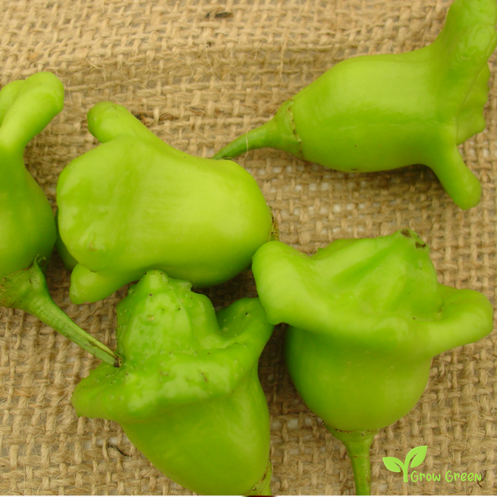 10 seeds of Bishop's Crown Pepper - CAPSICUM BACCATUM - Chilli + Gift 5 seeds of Sunflower