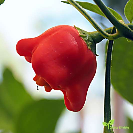 10 seeds of Bishop's Crown Pepper - CAPSICUM BACCATUM - Chilli + Gift 5 seeds of Sunflower