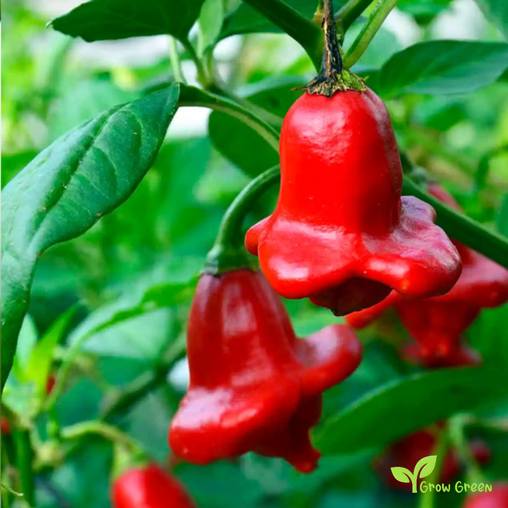 10 seeds of Bishop's Crown Pepper - CAPSICUM BACCATUM - Chilli + Gift 5 seeds of Sunflower