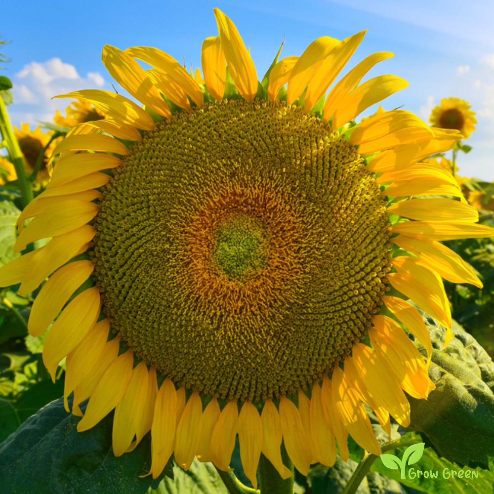 20 seeds of Common Giant Sunflower - HELIANTHUS ANNUUS - CHUFA + Gift 5 seeds of Sunflower