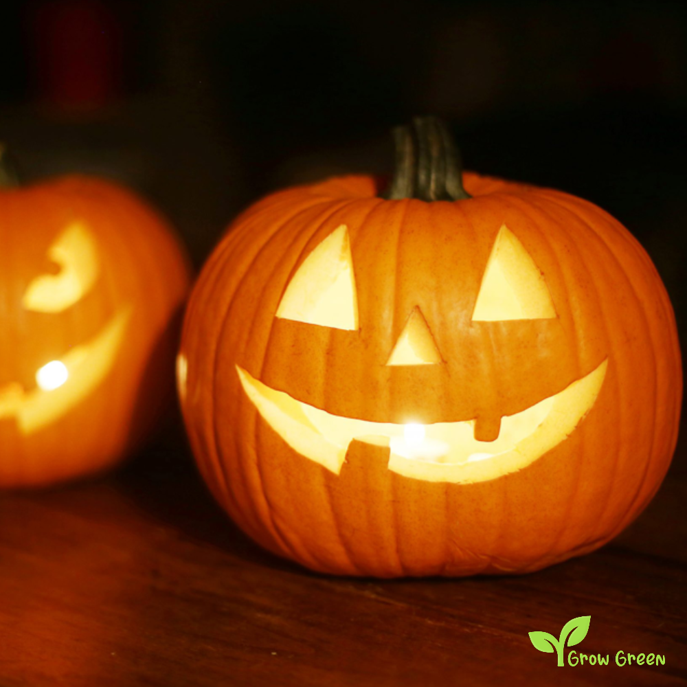 20 seeds of Autumn Gold Squash Pumpkin - CUCURBITA Halloween + Gift 5 seeds of Sunflower