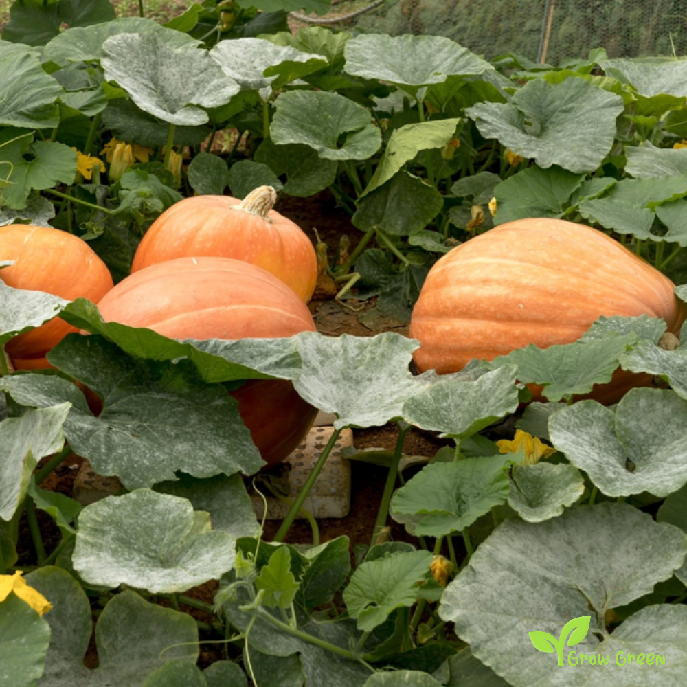 20 seeds of Autumn Gold Squash Pumpkin - CUCURBITA Halloween + Gift 5 seeds of Sunflower