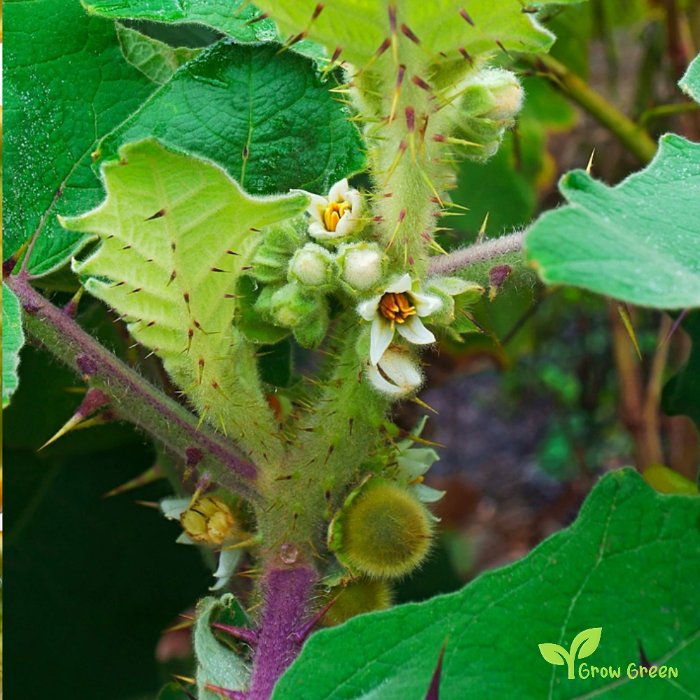 10 seeds of Lulo - SOLANUM QUITOENSE - Naranjilla + Gift 5 seeds of Sunflower