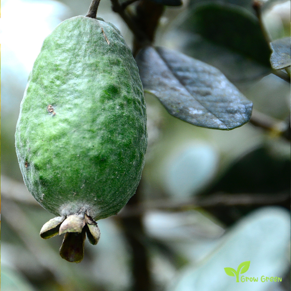 3 seeds of Pineapple Guava - FEIJOA SELLOWIANA - Guavasteen + Gift 5 seeds of Sunflower