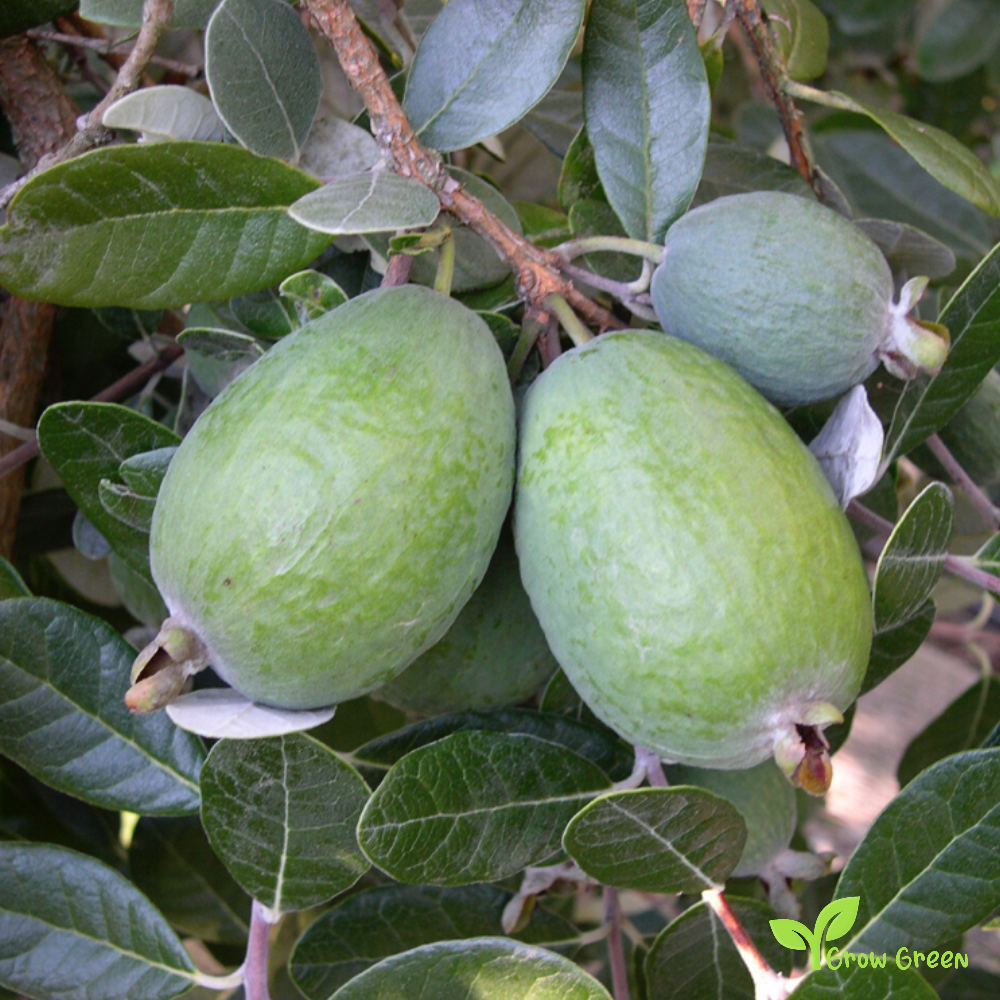 3 seeds of Pineapple Guava - FEIJOA SELLOWIANA - Guavasteen + Gift 5 seeds of Sunflower