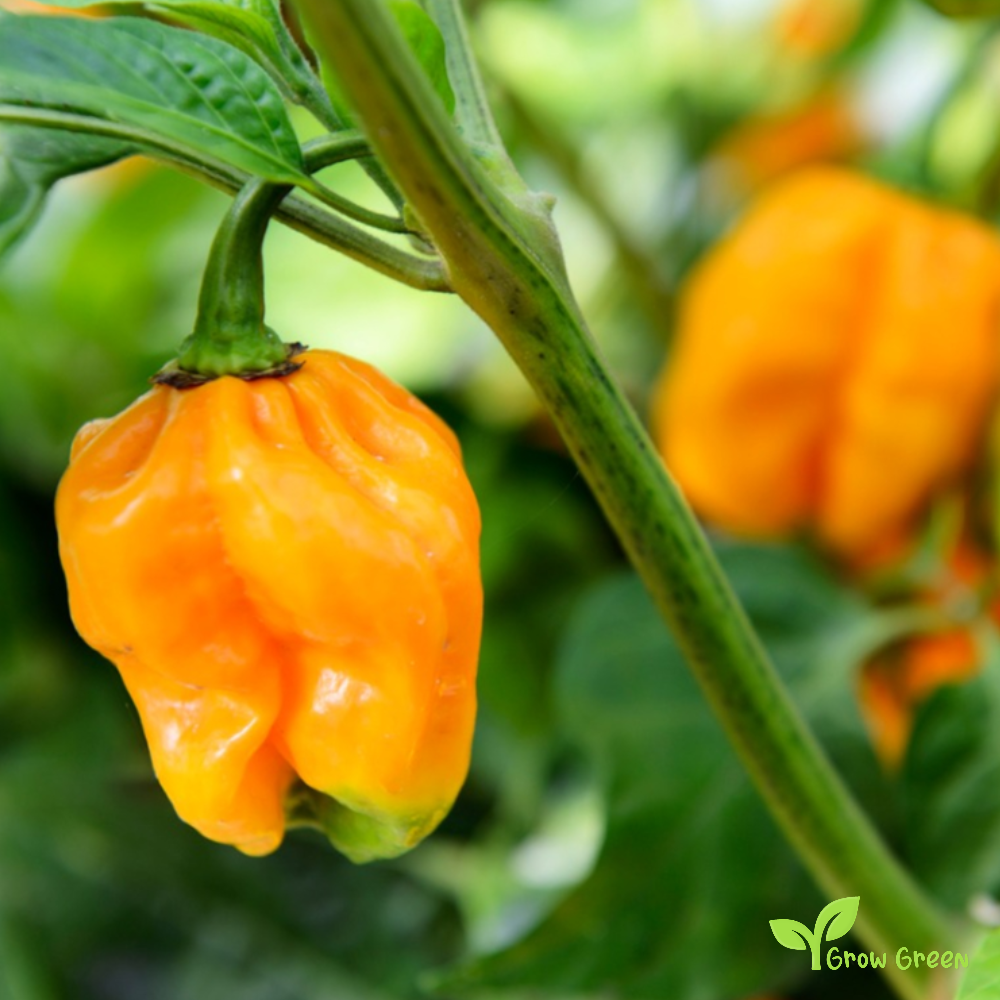 10 seeds of Yellow Habanero Chilli - CAPSICUM CHINENESE + Gift 5 seeds of Sunflower