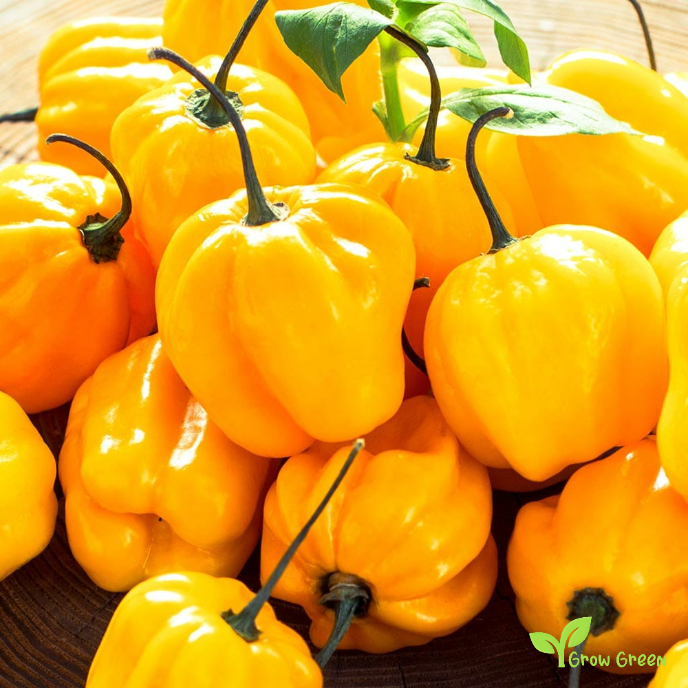 10 seeds of Yellow Habanero Chilli - CAPSICUM CHINENESE + Gift 5 seeds of Sunflower