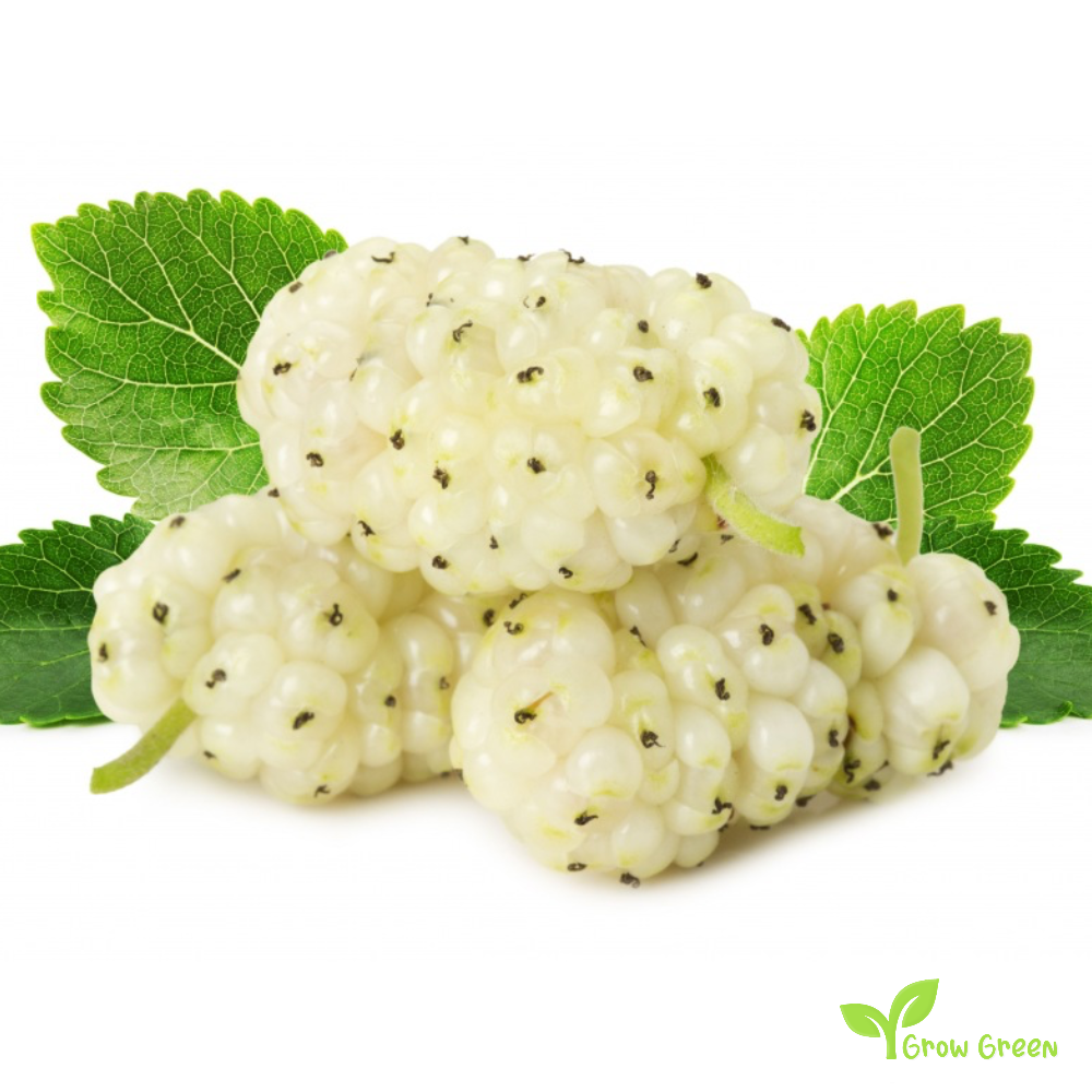 10 seeds of White Mulberry - MORUS ALBA - Silkworm Mulberry + Gift 5 seeds of Sunflower
