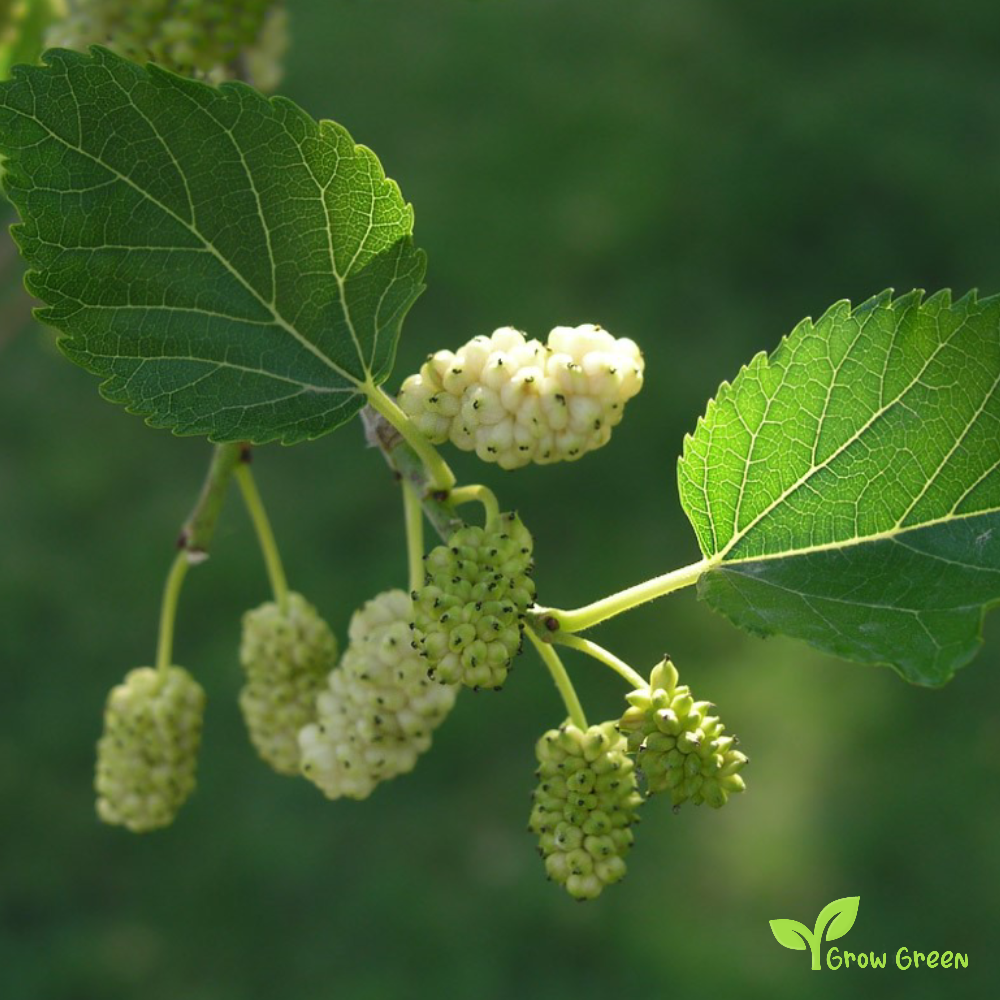 10 seeds of White Mulberry - MORUS ALBA - Silkworm Mulberry + Gift 5 seeds of Sunflower