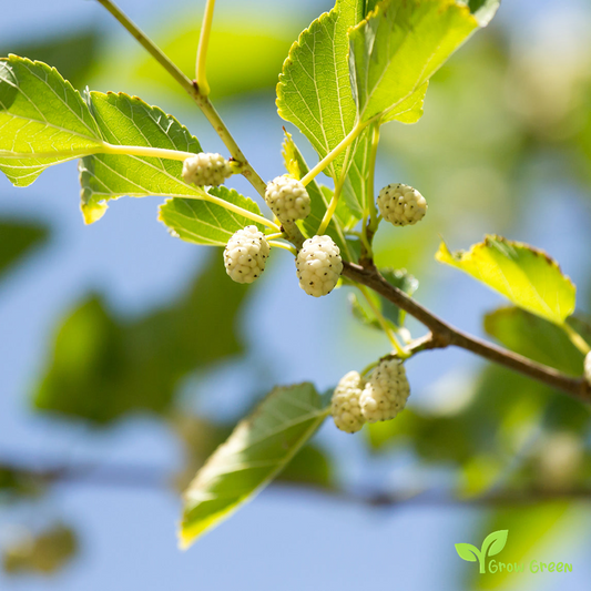 10 seeds of White Mulberry - MORUS ALBA - Silkworm Mulberry + Gift 5 seeds of Sunflower