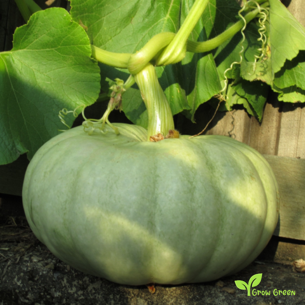 10 seeds of Jarrahdale Pumpkin - CUCURBITA - Blue White Squash + Gift 5 seeds of Sunflower