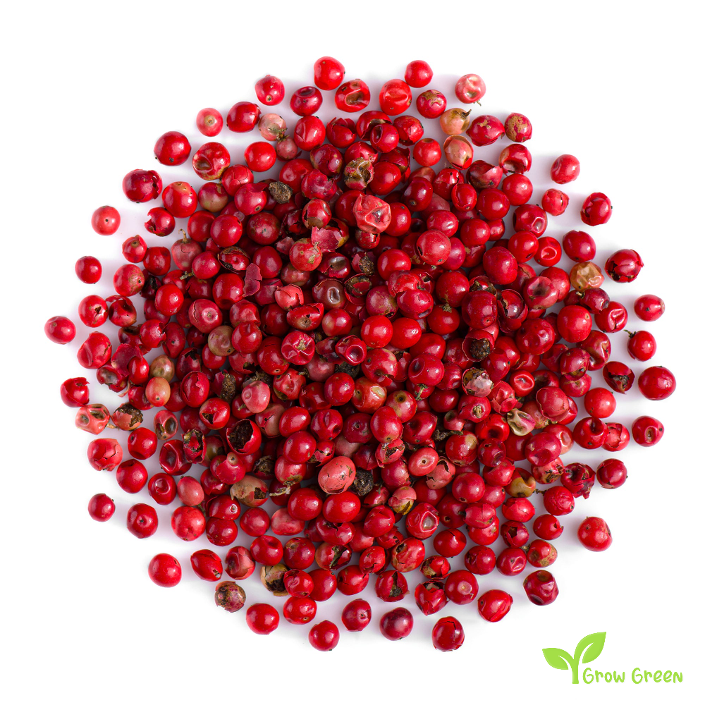 10 seeds of Pink Peppercorn - SCHINUS MOLLE Peruvian Pepper  + Gift 5 seeds of Sunflower