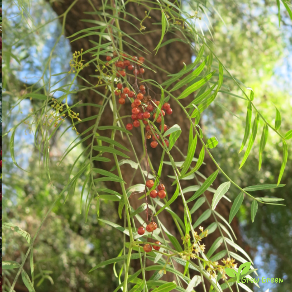 10 seeds of Pink Peppercorn - SCHINUS MOLLE Peruvian Pepper  + Gift 5 seeds of Sunflower