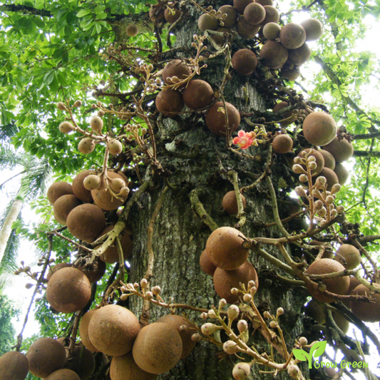 2 seeds of Brazil Nut - BERTHOLLETIA EXCELSA Brazilian Nut + Gift 5 seeds of Sunflower