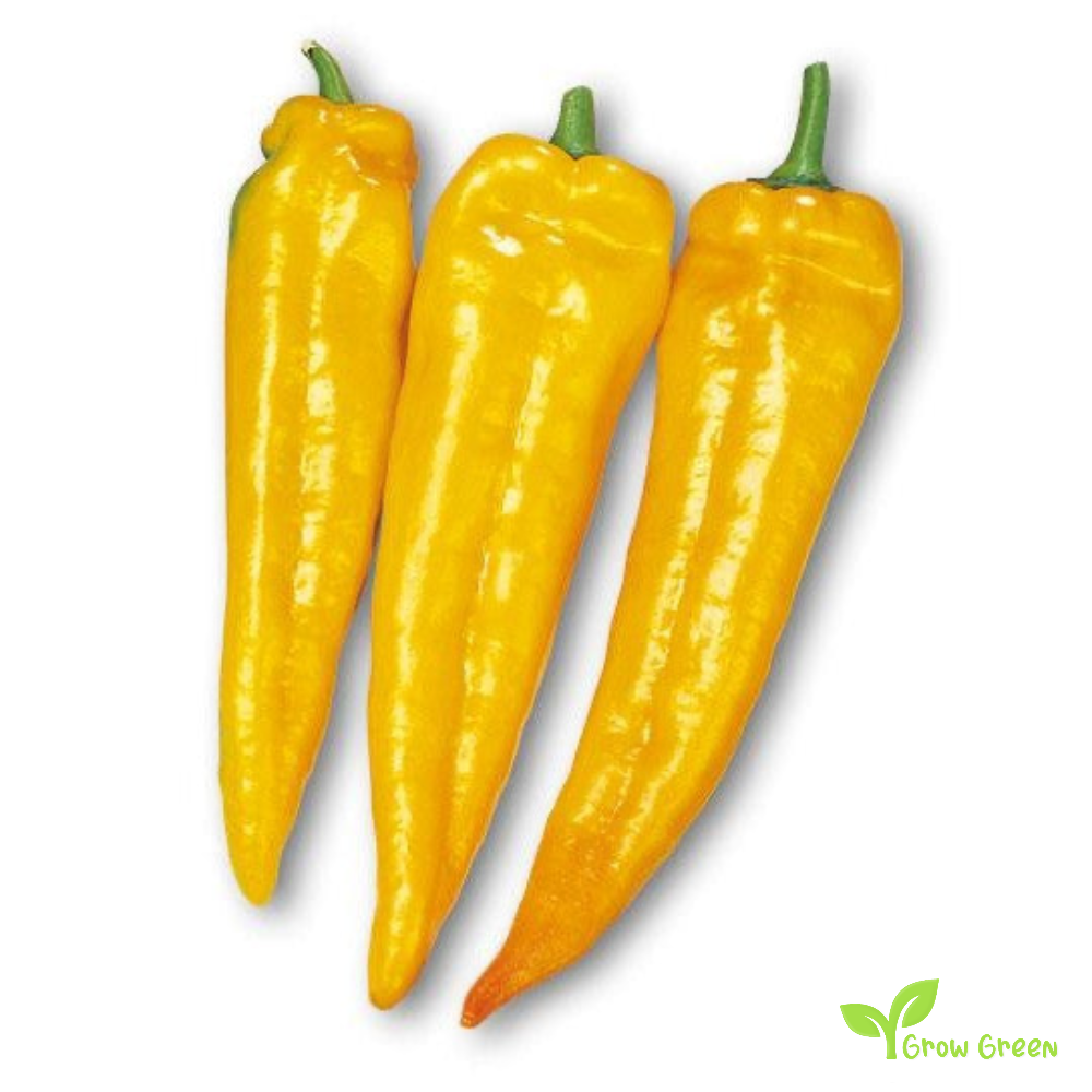 20 seeds of Orange Sweet Long Pepper - CAPSICUM ANNUUM - Mild + Gift 5 seeds of Sunflower