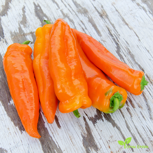 20 seeds of Orange Sweet Long Pepper - CAPSICUM ANNUUM - Mild + Gift 5 seeds of Sunflower