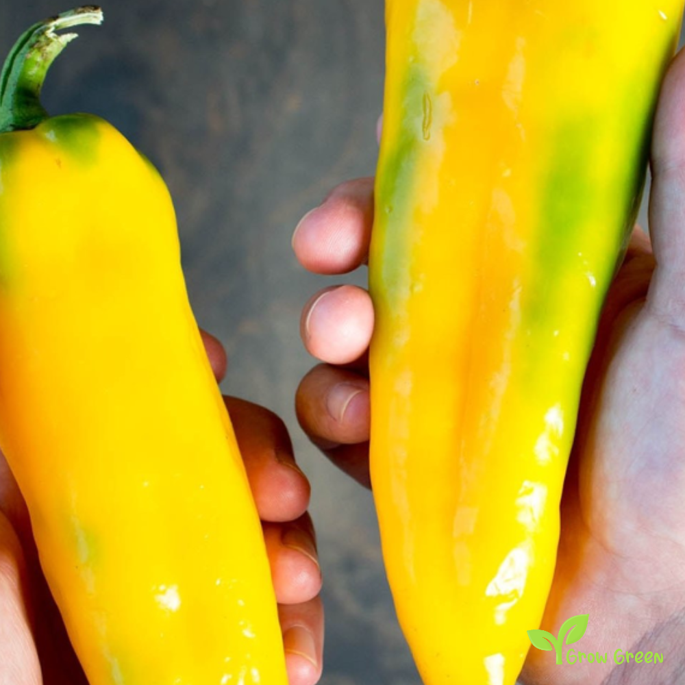 20 seeds of Yellow Sweet Long Pepper - CAPSICUM ANNUUM - Mild + Gift 5 seeds of Sunflower