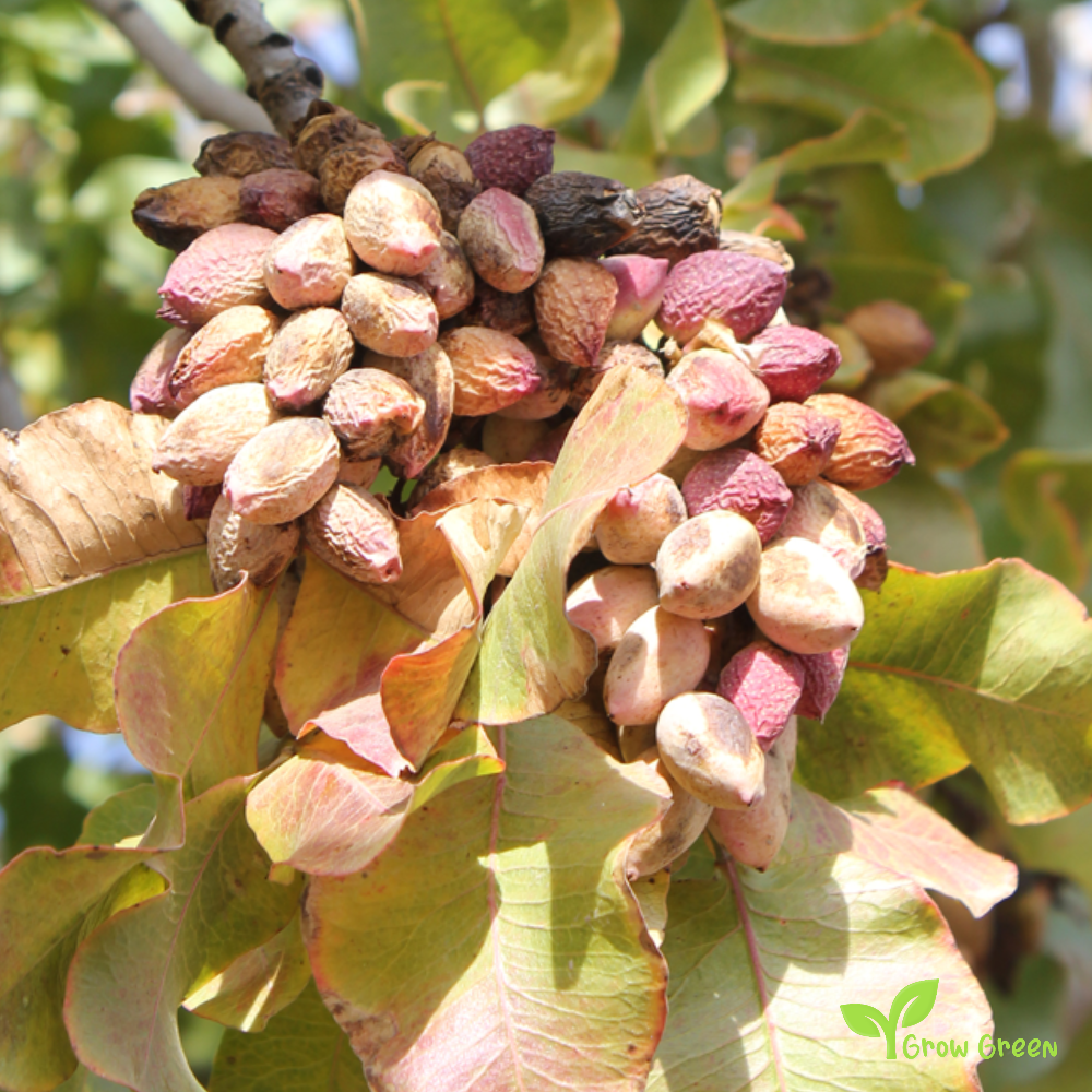 5 seeds of Pistachio Tree - PISTACIA VERA + Gift 5 seeds of Sunflower