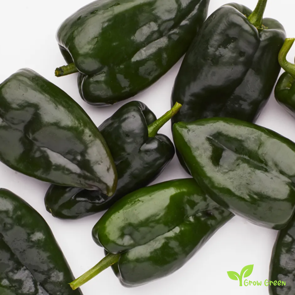10 seeds of Poblano Pepper Chilli - CAPSICUM ANNUUM - Mulato Ancho + Gift 5 seeds of Sunflower