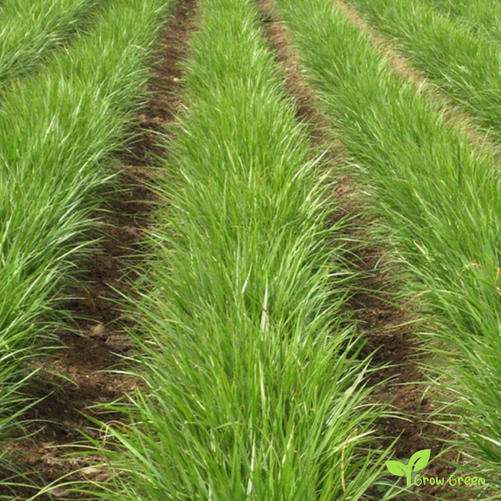 1 Tiger Nut Plants - 7cm Tall - CYPERUS ESCULENTUS - CHUFA + Gift 5 seeds of Sunflower