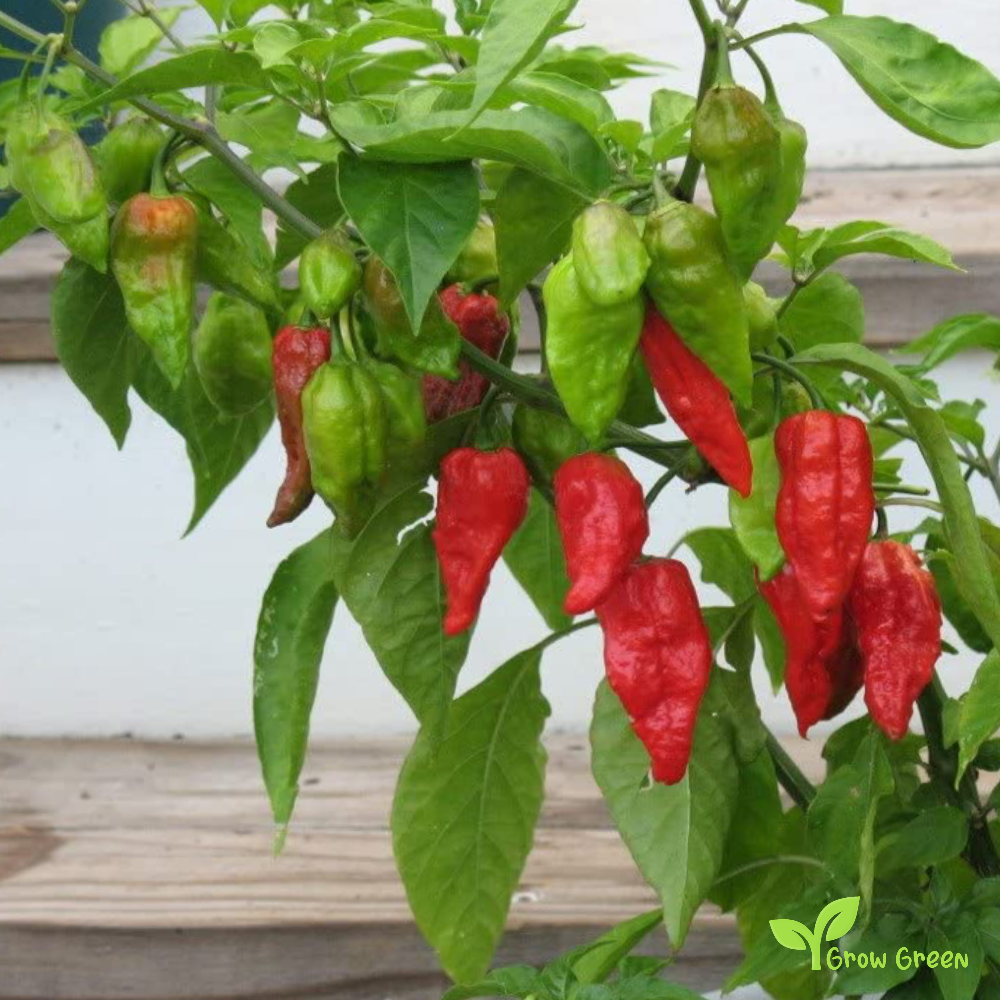 10 seeds of Naga Morich Chilli - CAPSICUM CHINENSE - PEPPER + Gift 5 seeds of Sunflower