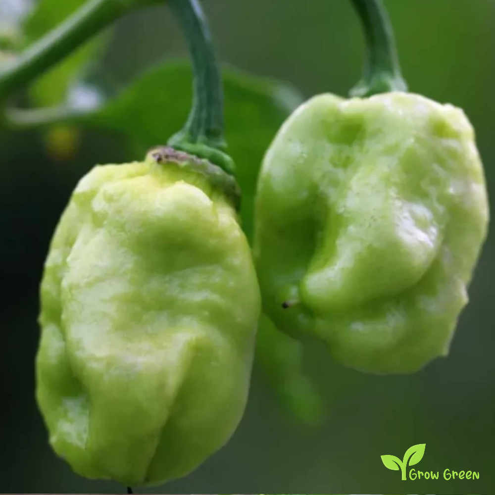 10 seeds of Naga Morich Chilli - CAPSICUM CHINENSE - PEPPER + Gift 5 seeds of Sunflower