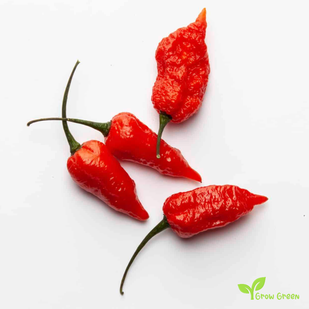 10 seeds of Naga Morich Chilli - CAPSICUM CHINENSE - PEPPER + Gift 5 seeds of Sunflower