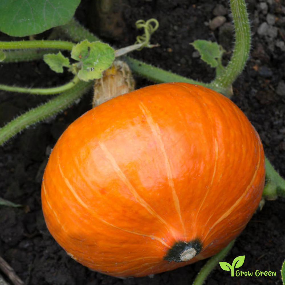 5 seeds of Red Kuri Squash - CUCURBITA MAXIMA - Pumpkin + Gift 5 seeds of Sunflower