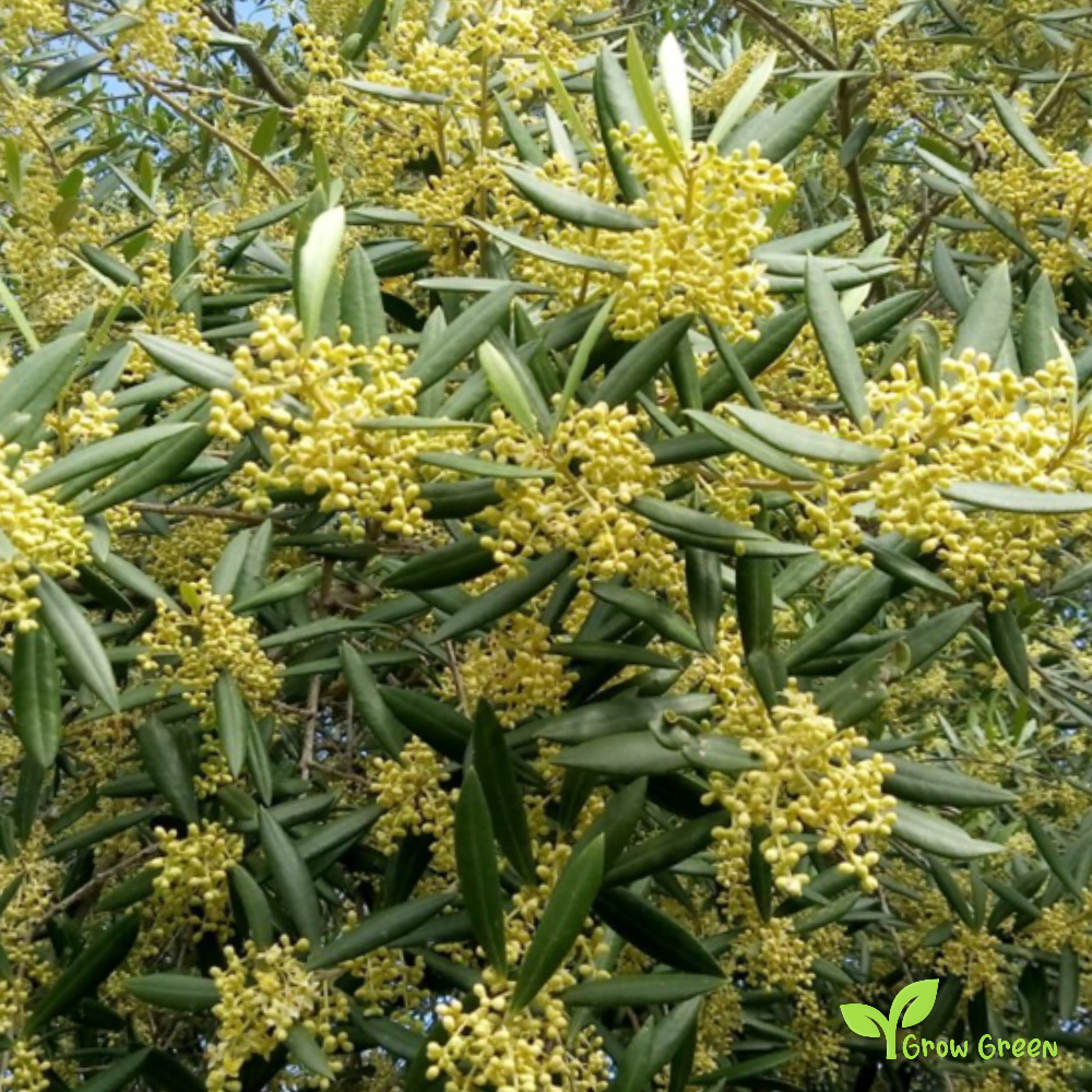 3 seeds of Olive Tree - Olea Europaea + Gift 5 seeds of Sunflower