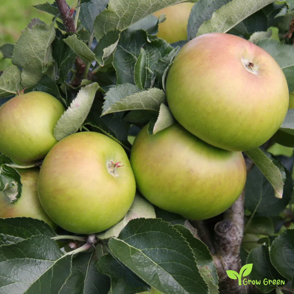 3 seeds of Bramley Apple - MALUS DOMESTICA + Gift 5 seeds of Sunflower