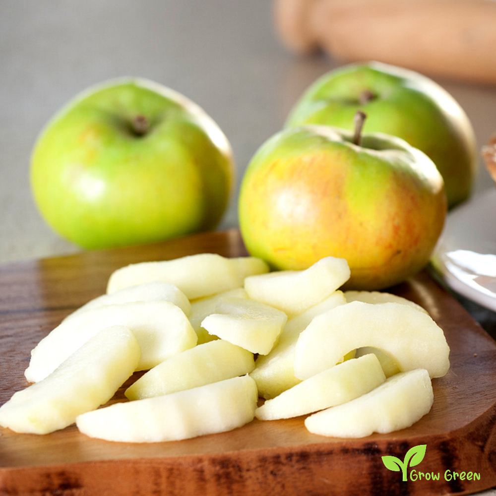 3 seeds of Bramley Apple - MALUS DOMESTICA + Gift 5 seeds of Sunflower