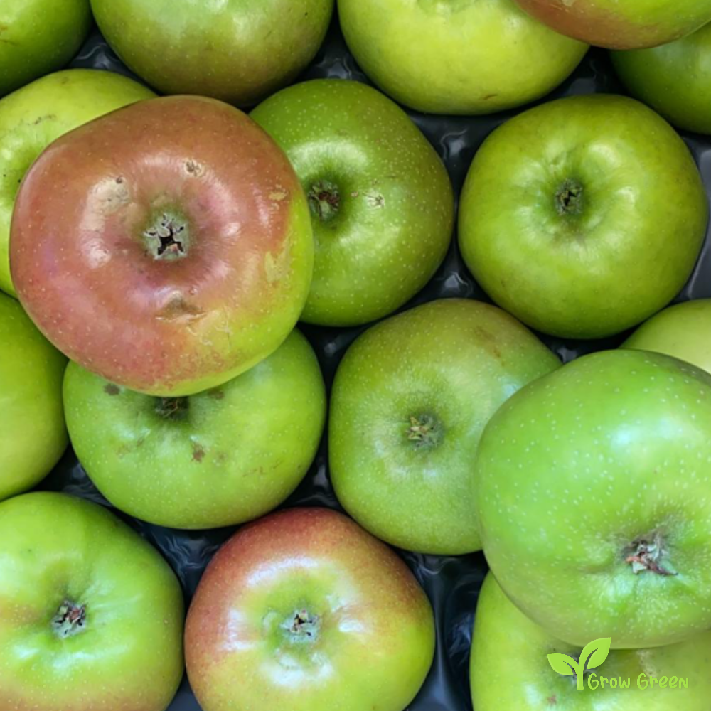 3 seeds of Bramley Apple - MALUS DOMESTICA + Gift 5 seeds of Sunflower