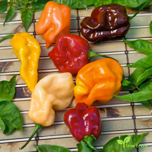 10 seeds of Habanero Chilli Mixed Random Colour - CAPSICUM CHINENESE  + Gift 5 seeds of Sunflower