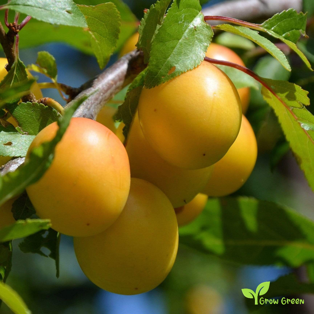 2 seeds of Yellow Plum - PRUNUS DOMESTICA  + Gift 5 seeds of Sunflower