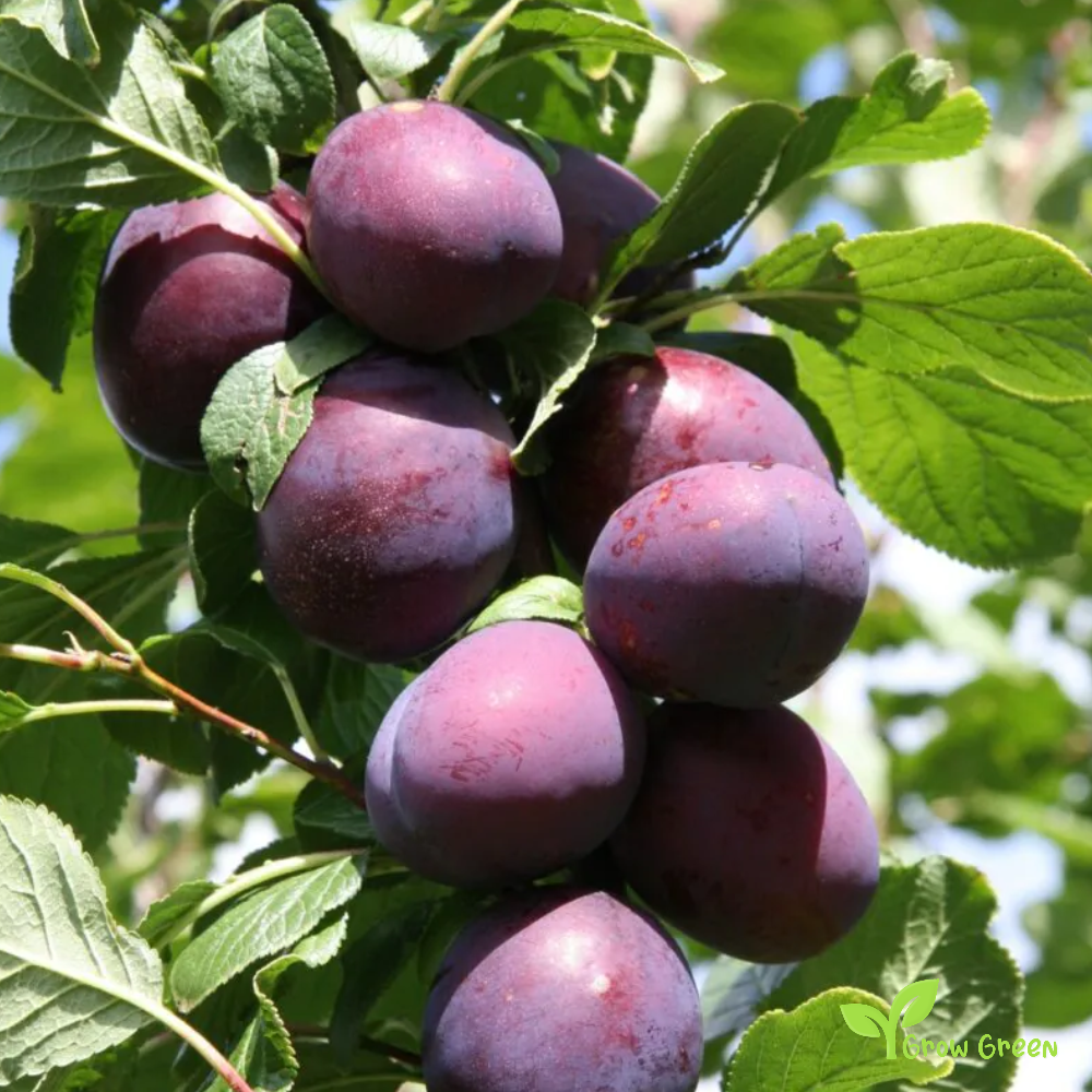 30 seeds of Purple Plum seeds - PRUNUS DOMESTICA + Gift 5 seeds of Sunflower